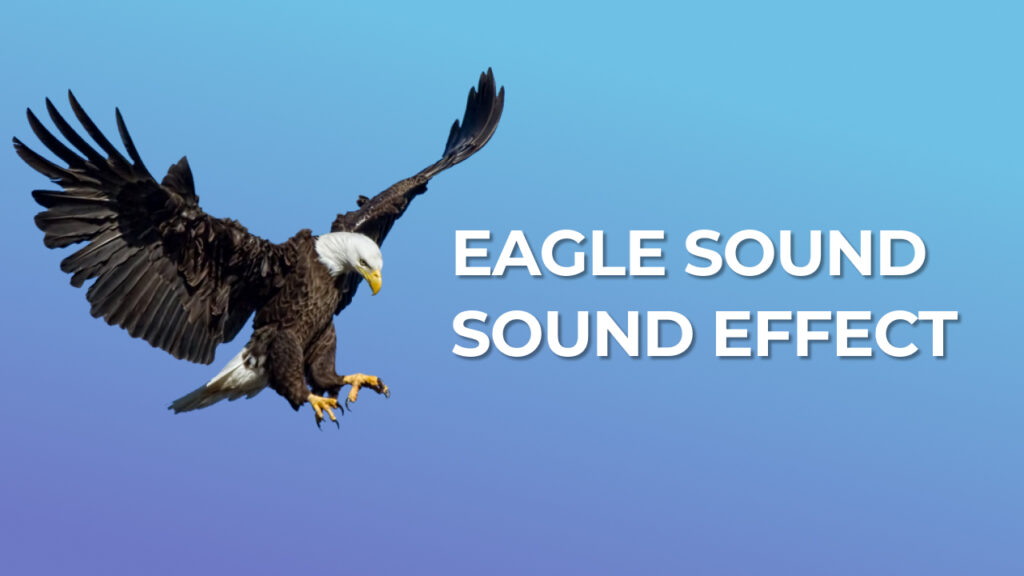 eagle sound assassin's creed sound effect download for free mp3