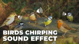Birds Chirping Sound Effect download for free mp3