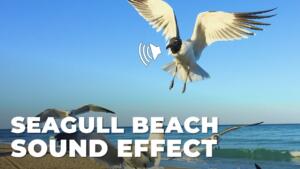 Seagull Beach Sound Effect download for free mp3