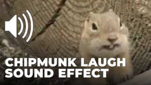 Chipmunk Laugh Sound Effect download for free mp3