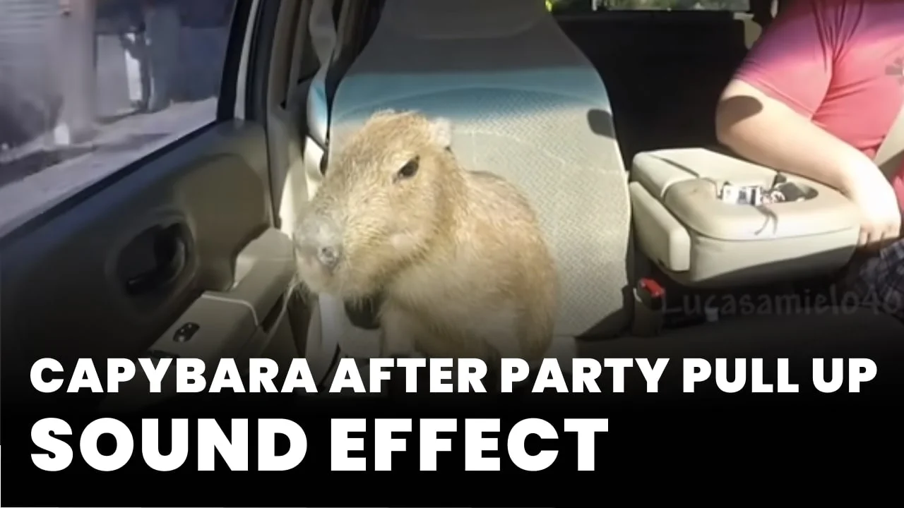 Capybara After party pull up sound effect