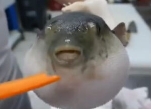 Puffer fish gag download