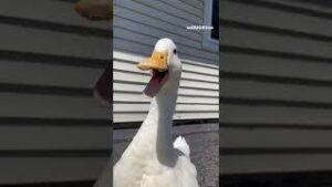 Quack quack download