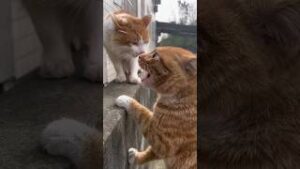 cat scary sound meme download