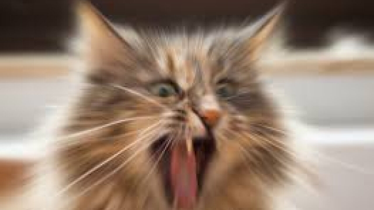 Screaming Cat sound effect